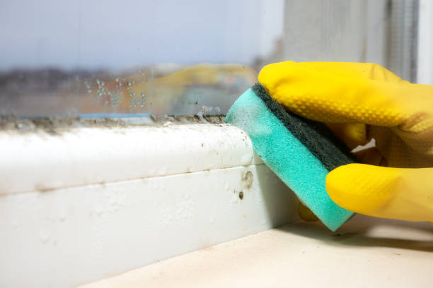 Best Black Mold Removal  in Waukee, IA