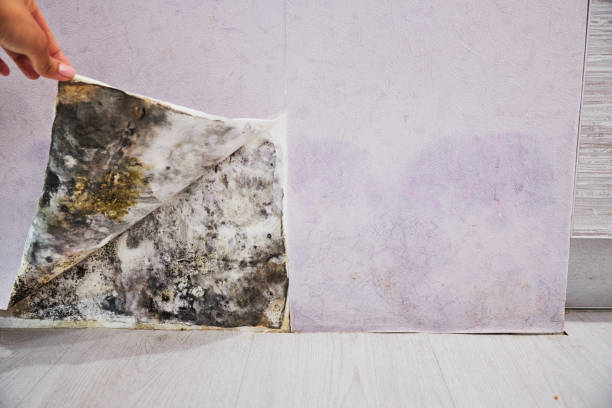 Best Mold Testing  in Waukee, IA